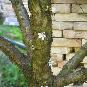 FERBANAT galima apdoroti įvairių augalų sėklas prieš sėją ir tręšti augalus visą vegetacijos laikotarpį. Tai ypač efektyvi natūrali priemonė, suaktyvinanti augalų augimą ir apsaugines galias, kurios padidina jų bendrąjį atsparumą, taip pat atsparumą aplinkos stresui ir ligoms.